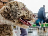 Lagotto Club de France