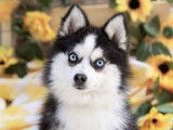 Pomsky Little Chic