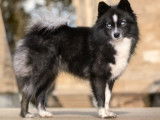 Pomsky Little Chic