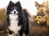 Pomsky Little Chic