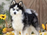 Pomsky Little Chic