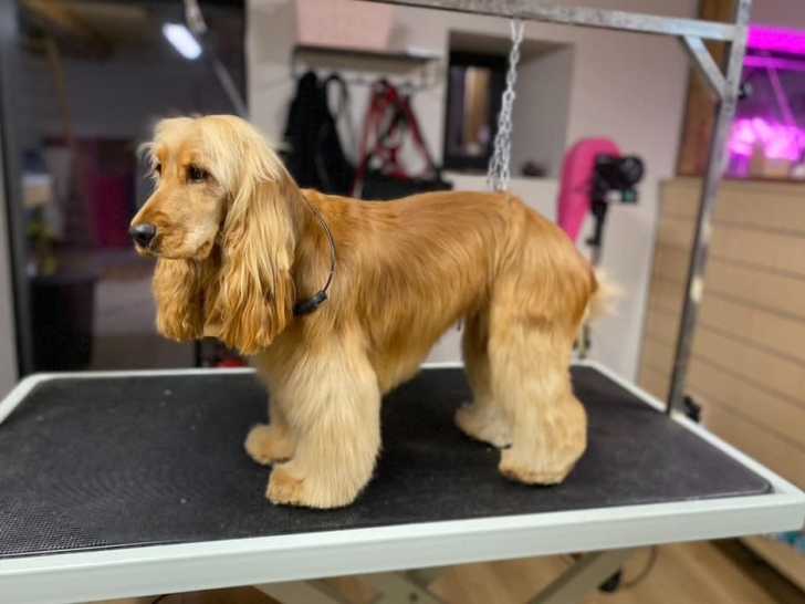 Coussin de tenue du chien en toilettage Chris Christensen Stand N Groom