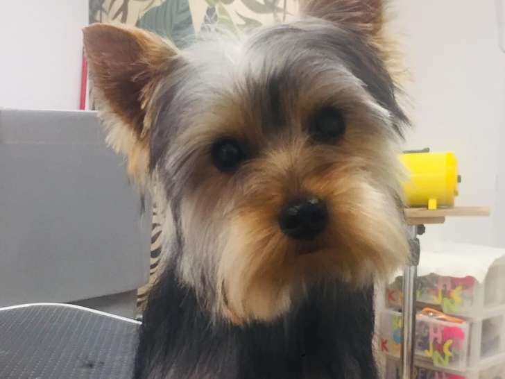 Nos Fidèles Compagnons