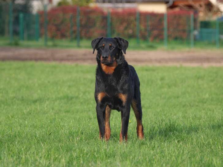 Des Bergers de Loscane