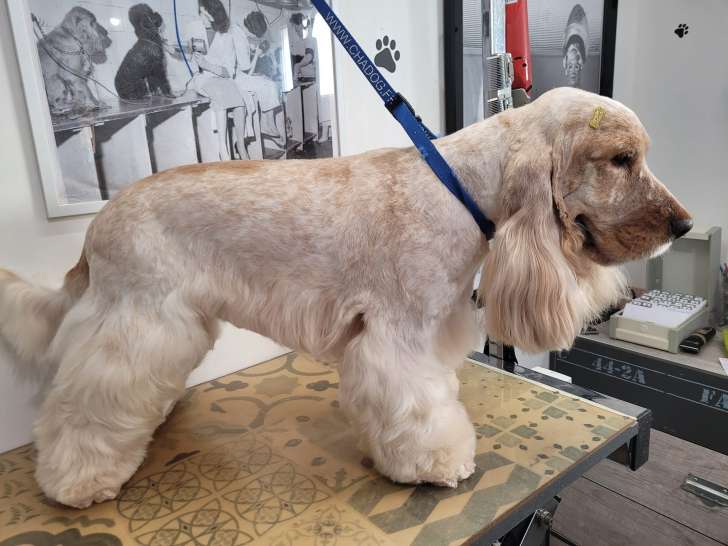 Bon Chic Bon Chien