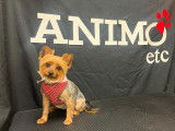 Animo etc