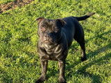 Unik Staffie type Terrier
