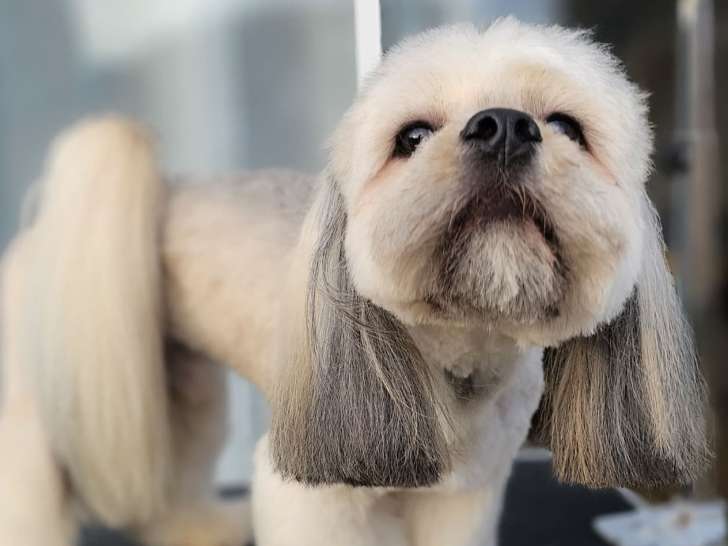 Natural Dog