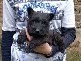 Scottish Terrier