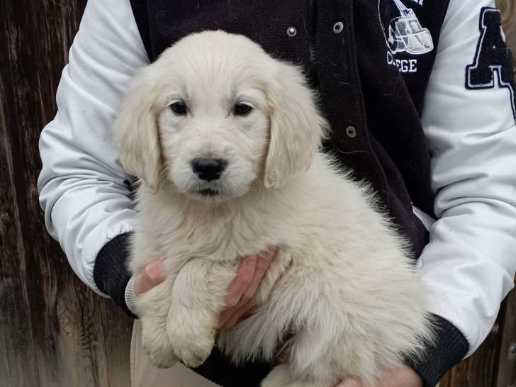 Golden Retriever