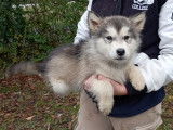 Malamute d'Alaska
