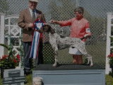 German Shorthaired Pointer Club of Canada (GSPCC)