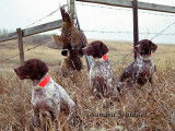 German Shorthaired Pointer Club of Canada (GSPCC)