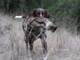 German Shorthaired Pointer Club of Canada (GSPCC)