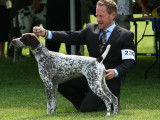 German Shorthaired Pointer Club of Canada (GSPCC)