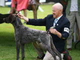 German Shorthaired Pointer Club of Canada (GSPCC)