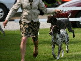 German Shorthaired Pointer Club of Canada (GSPCC)