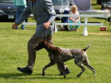 German Shorthaired Pointer Club of Canada (GSPCC)