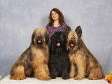 The Canadian Briard Club