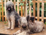 The Canadian Briard Club