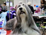 Tibetan Terrier Club of Canada (TTCC)