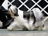 Tibetan Terrier Club of Canada (TTCC)