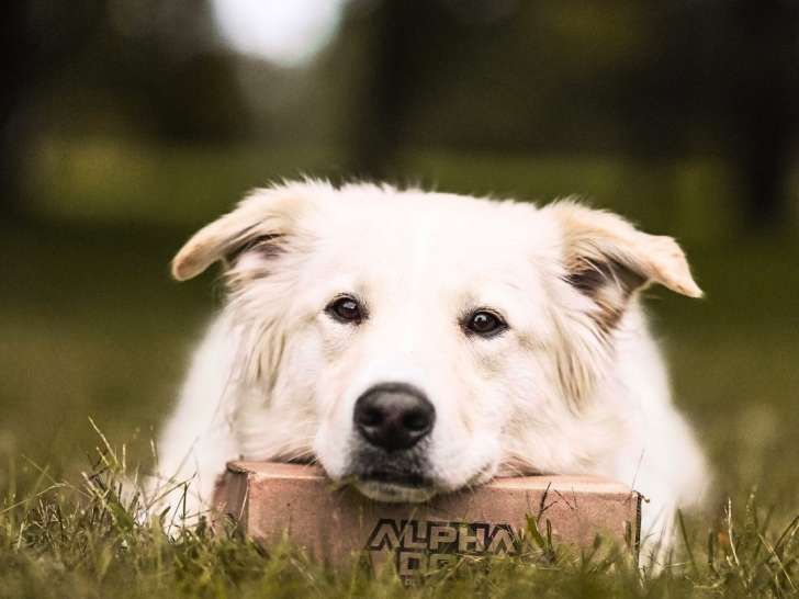 Alpha Dog