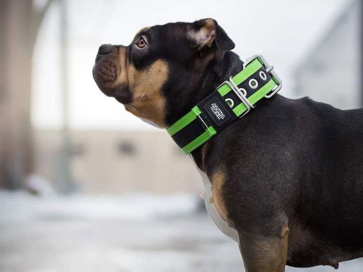 Alpha Dog