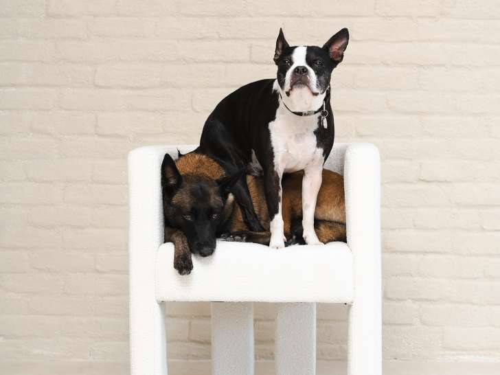 Clubhouse All The Dogs (ATD)