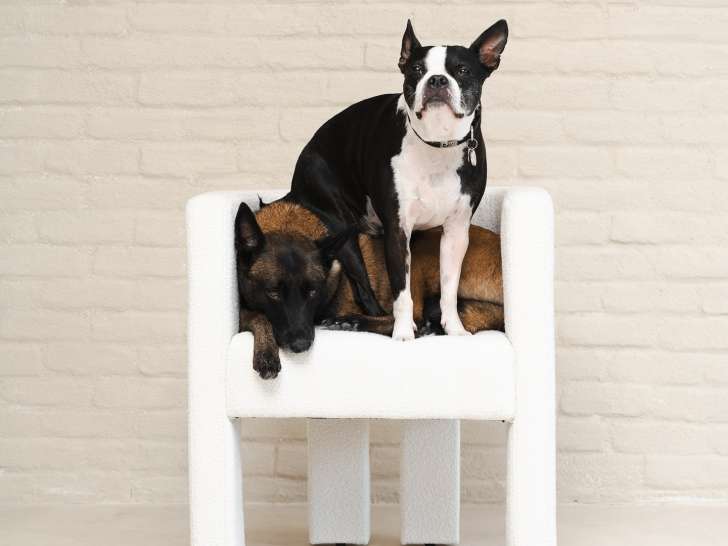 Clubhouse All The Dogs (ATD)