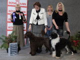 Portuguese Water Dog Club of Canada