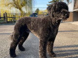 Portuguese Water Dog Club of Canada