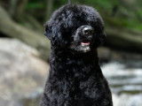 Portuguese Water Dog Club of Canada