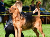 Canadian Bloodhound Club (CBC)