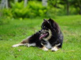 Finnish Lapphund Club of Canada (FLCC)