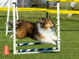 Canadian Shetland Sheepdog Association