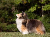 Canadian Shetland Sheepdog Association