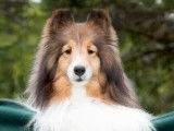 Canadian Shetland Sheepdog Association