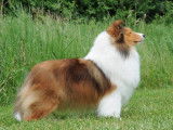 Canadian Shetland Sheepdog Association