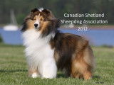 Canadian Shetland Sheepdog Association