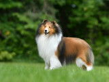 Canadian Shetland Sheepdog Association