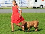 Dogue de Bordeaux Club of Canada (DDBCC)