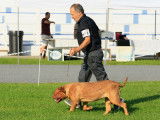 Dogue de Bordeaux Club of Canada (DDBCC)