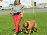 Dogue de Bordeaux Club of Canada (DDBCC)