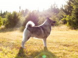 Norwegian Elkhound Club of Canada (NECC)