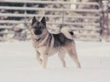 Norwegian Elkhound Club of Canada (NECC)