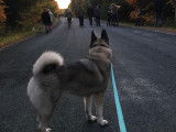 Norwegian Elkhound Club of Canada (NECC)