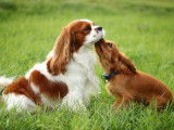 Cavalier King Charles Spaniel Club of Canada (CKCSCC)