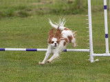 Cavalier King Charles Spaniel Club of Canada (CKCSCC)