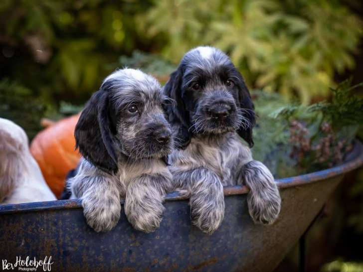 English Cocker Spaniel Club of Canada (ECSCC)